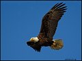 _0SB8966 american bald eagle
